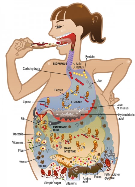 digestion-illustration.jpg